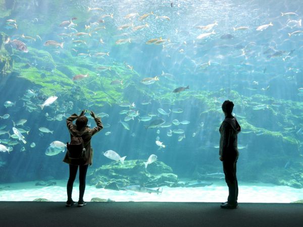 Two people stand in an indoor aquarium, silhouetted against a vast tank filled with a school of vibrant fish and shimmering blue water.