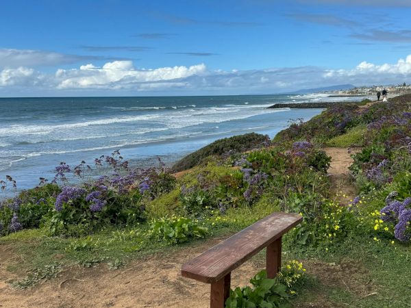 A coastal scene with a wooden bench facing the sea, wildflowers and greenery in the foreground, blue sky, and gentle waves along a rocky shore.