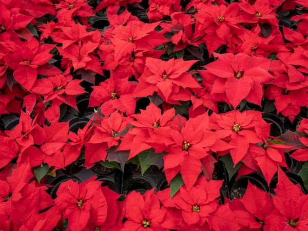 Bright red poinsettia flowers fill the frame, with dark green leaves peeking through, forming a dense festive cluster.