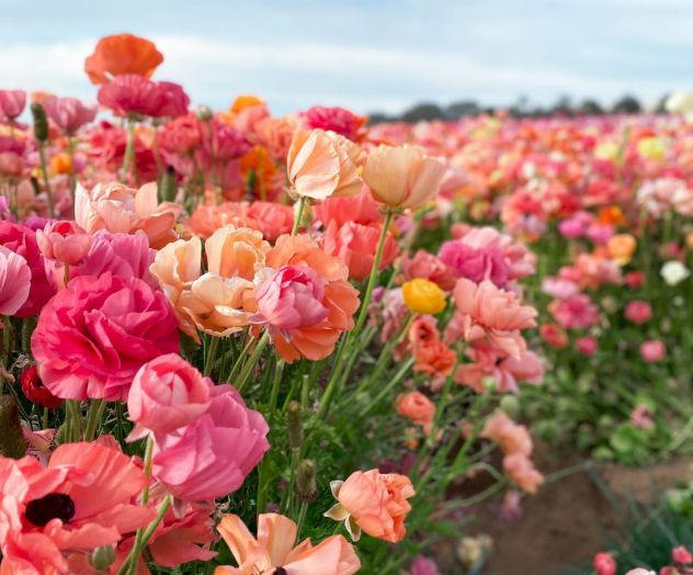 A vibrant field of colorful ranunculus flowers stretches to the horizon, with pinks, peaches, and corals blooming under a cloudy sky.